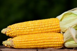Corn-Maize-1.jpg