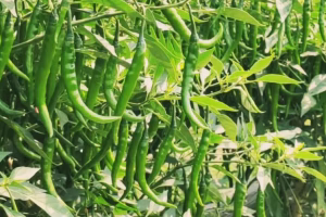 Green-Chilli-Farming.avif