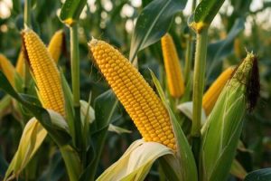 cornfield-agriculture-maize-crop-cultivation-rural-harvest-free-photo.jpg