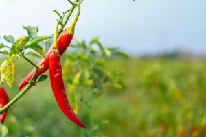 red-chili-peppers-on-the-farm-free-photo.jpg