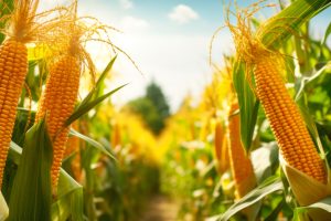 seed-wars-indian-court-protects-breeders-registered-maize-variety.jpg